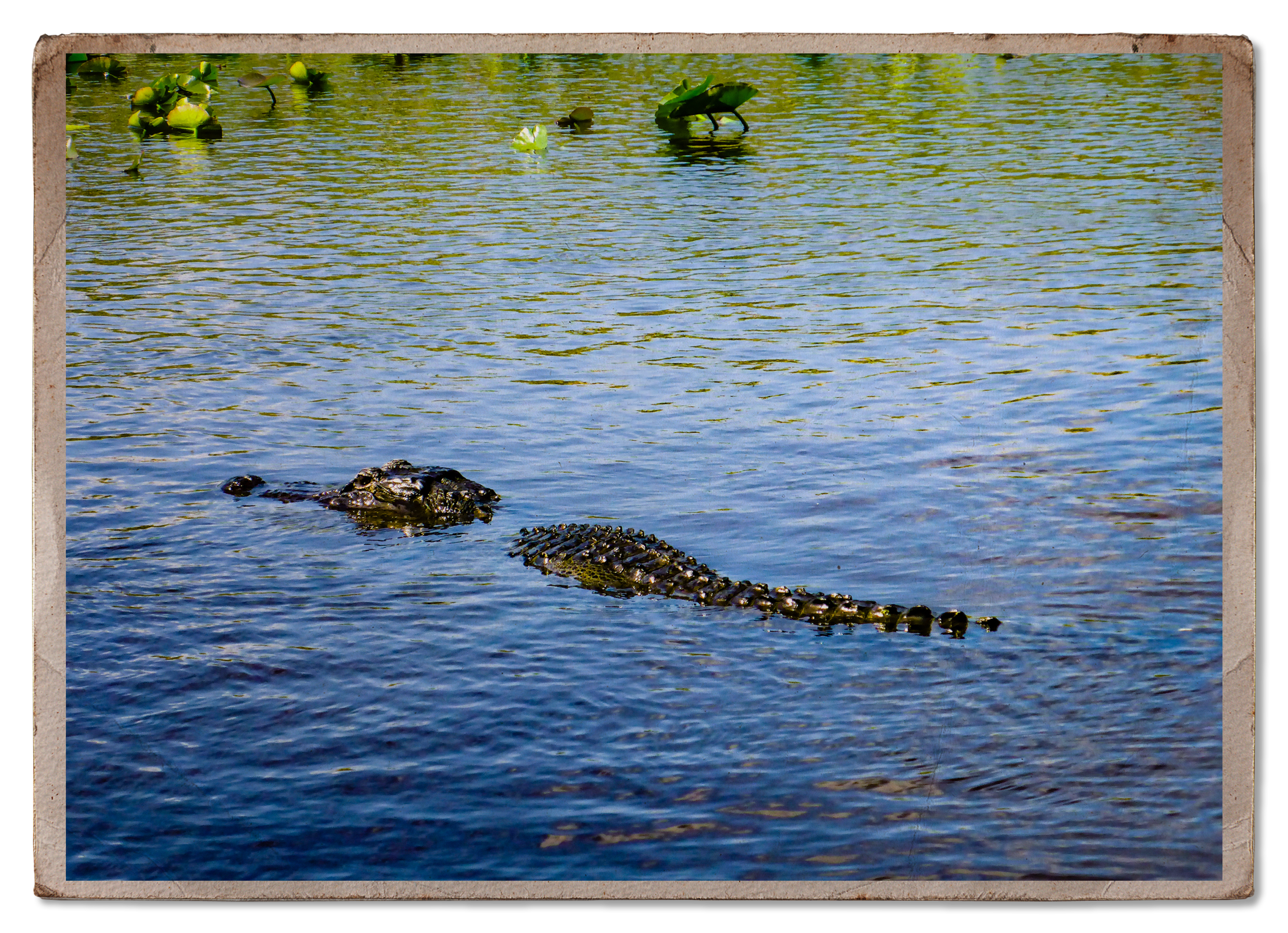 Alligator in water postcard