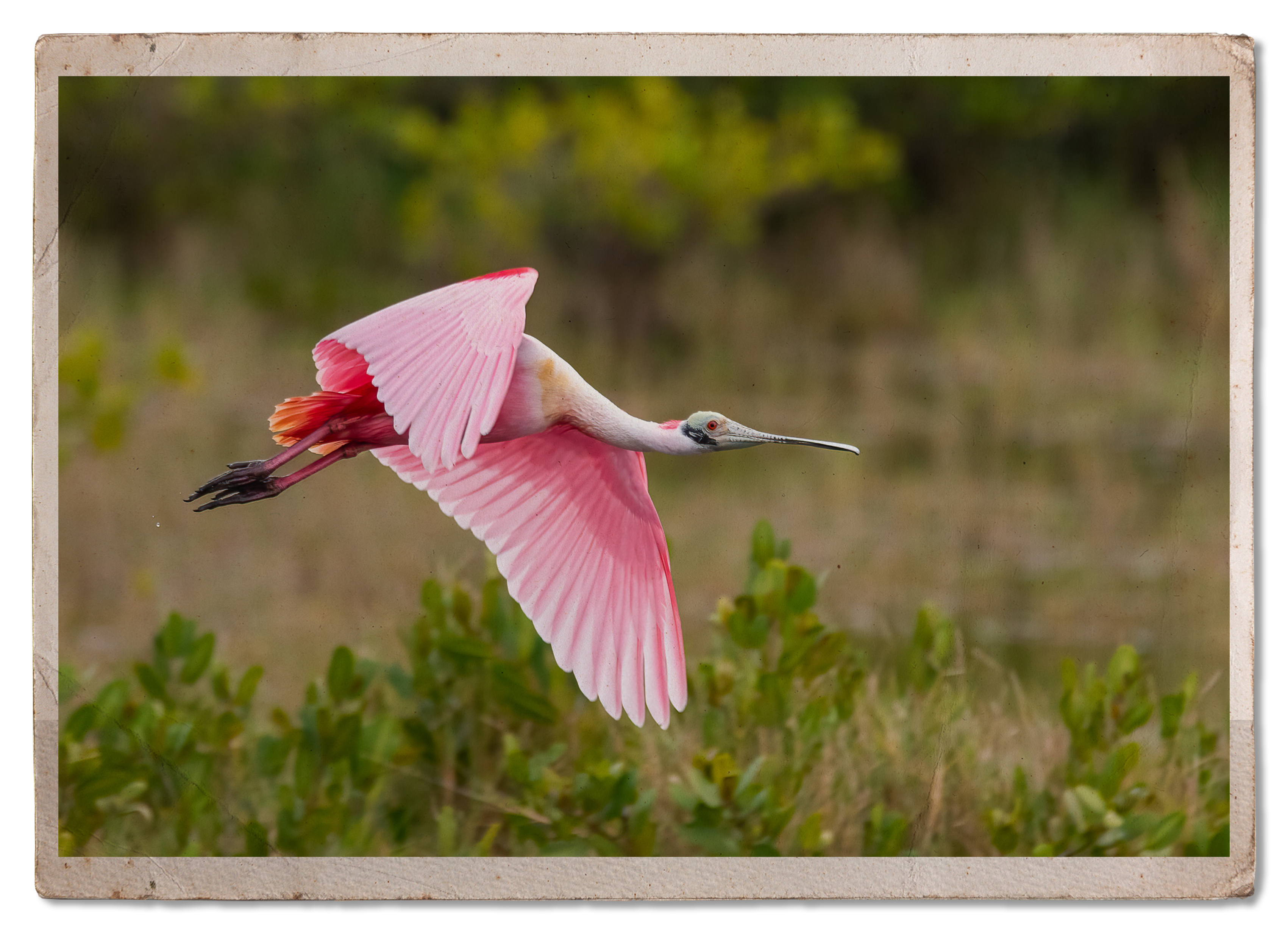 bird flying