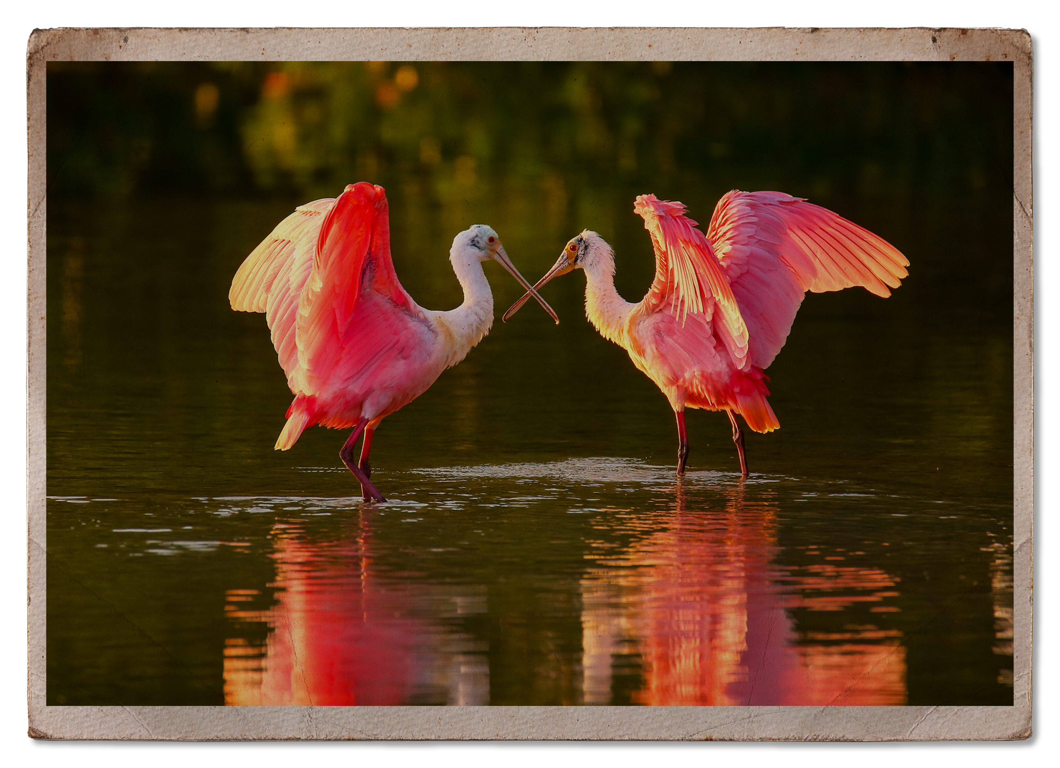 Birds in water