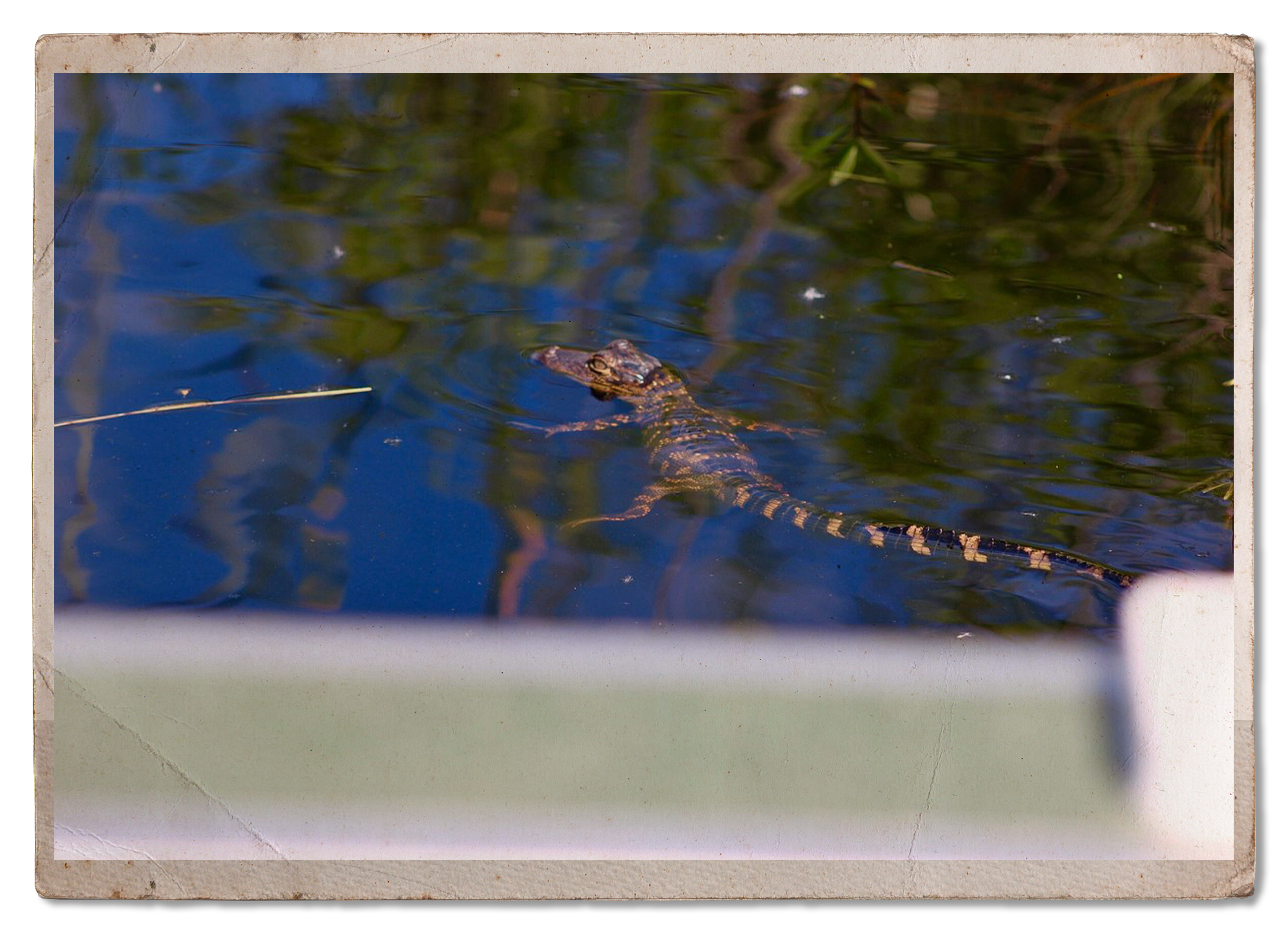 Baby alligator in water