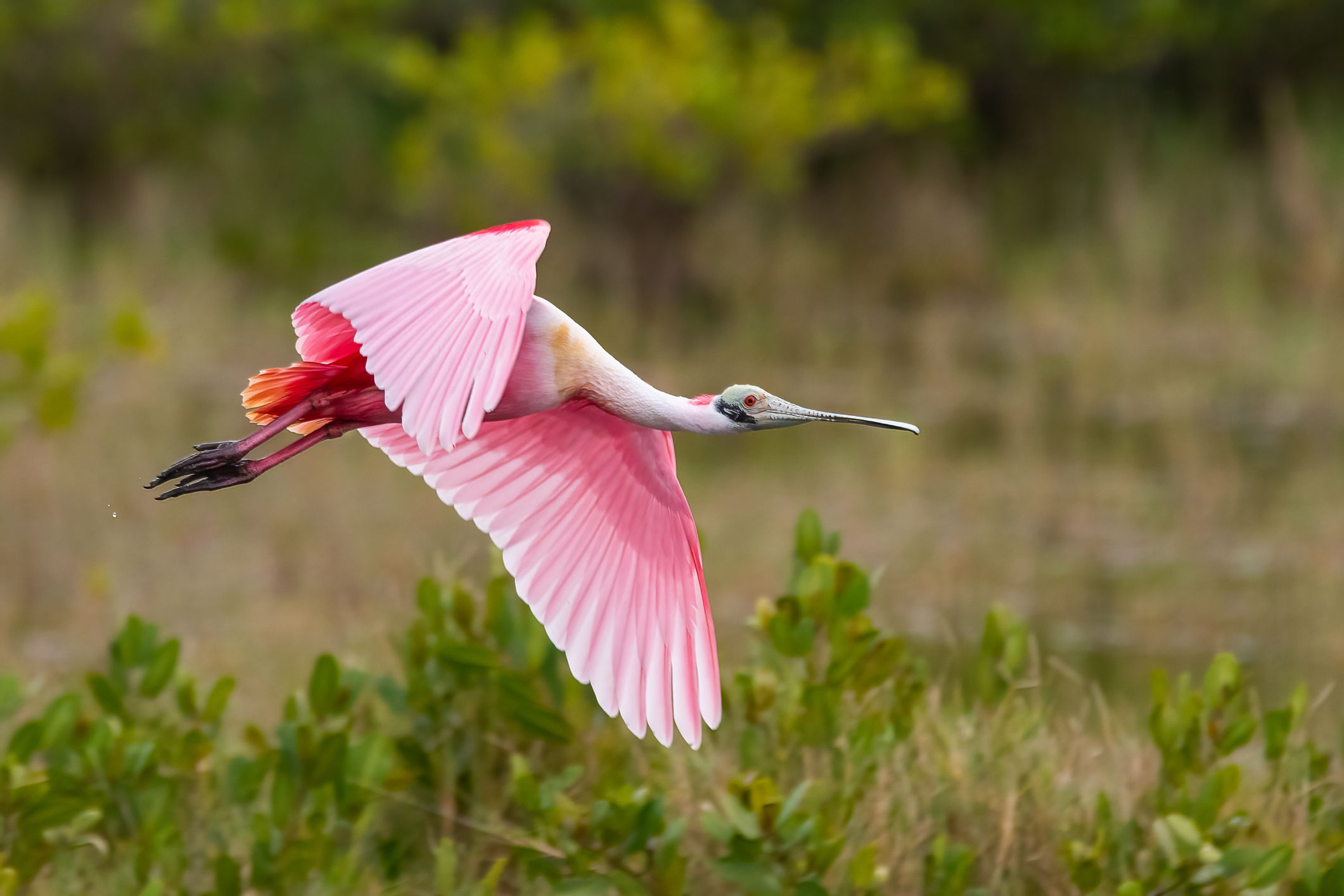 A roseate spoonbill in level flight